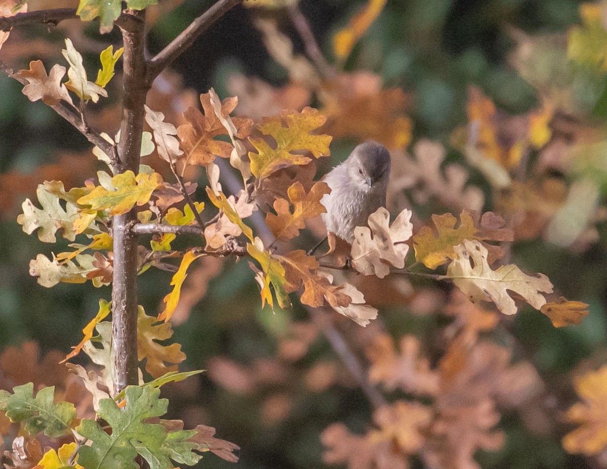 ヤブガラ - ML646949287