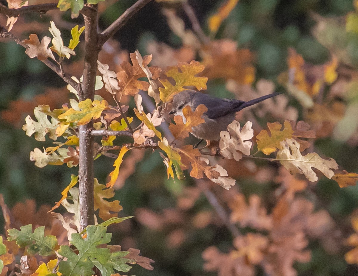 ヤブガラ - ML646949288