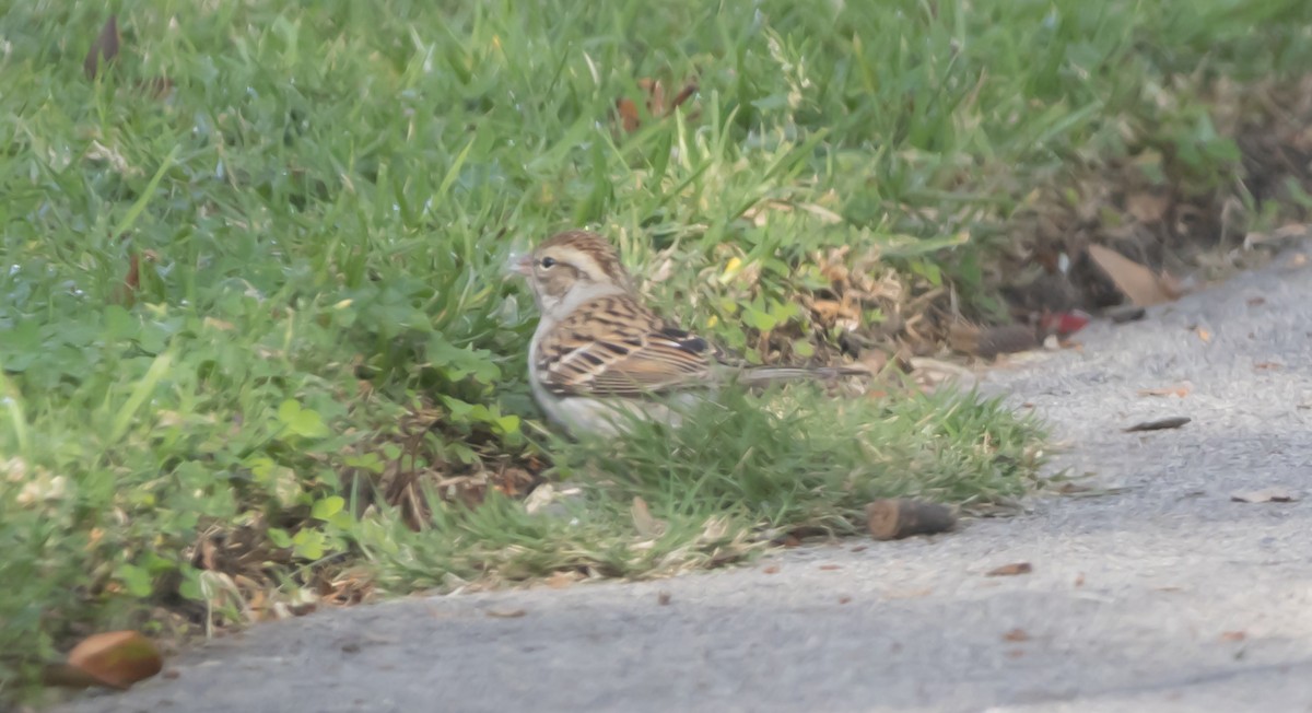 Chipping Sparrow - ML646949299