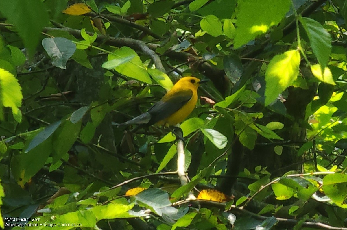 Prothonotary Warbler - ML646949300