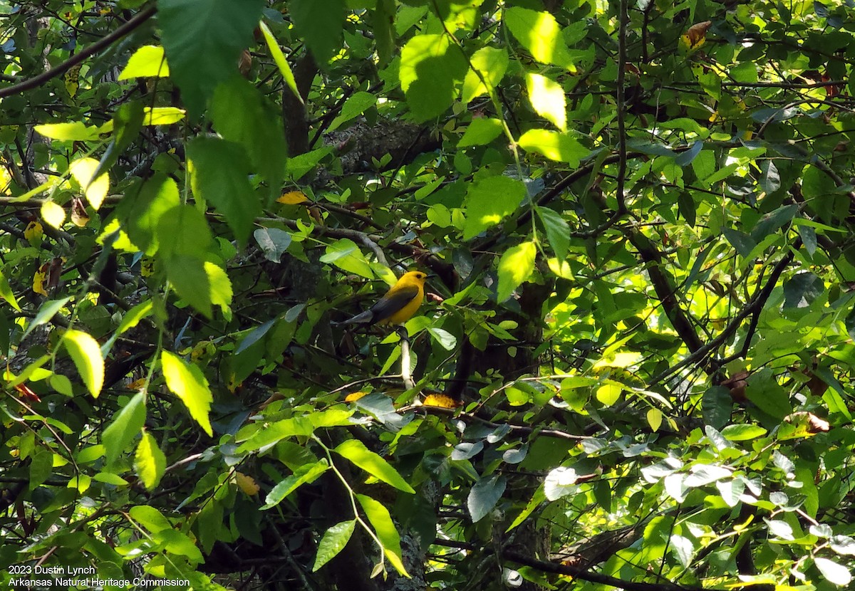 Prothonotary Warbler - ML646949301
