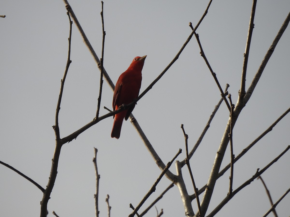 sommerpiranga - ML646949302