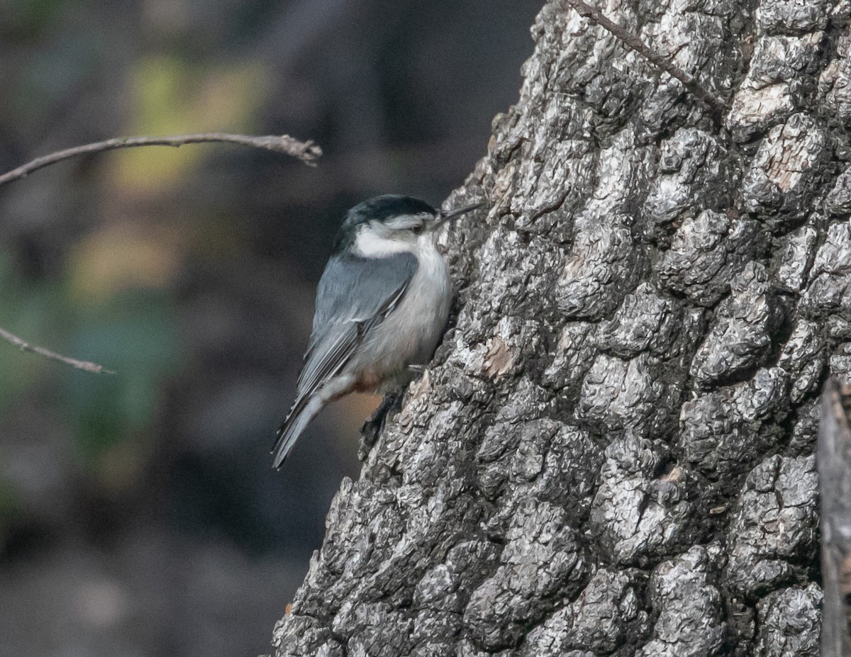 ムナジロゴジュウカラ - ML646949306