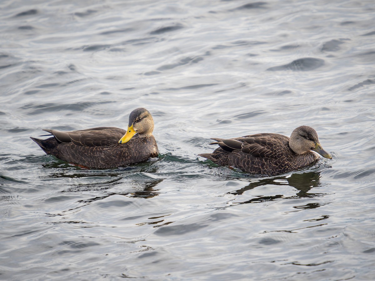 Американская кряква - ML646949307