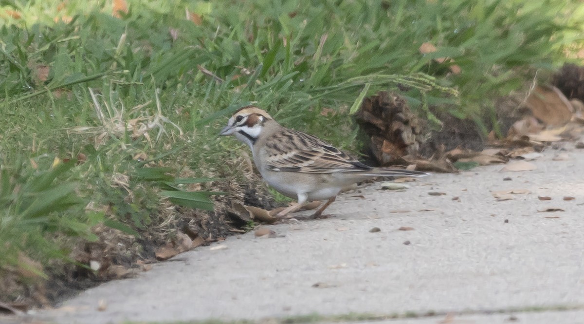 גיבתונית לבנת-גבה - ML646949308