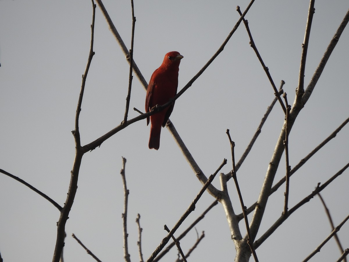 sommerpiranga - ML646949309