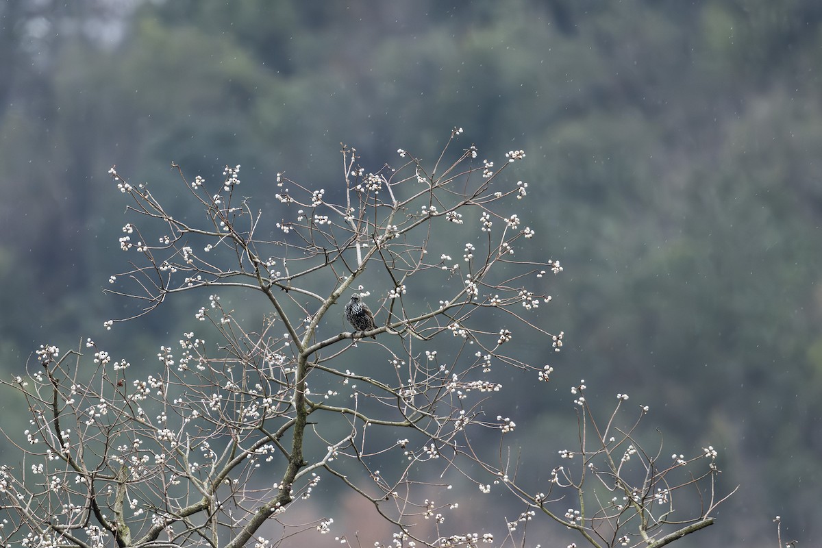 European Starling - ML646949310