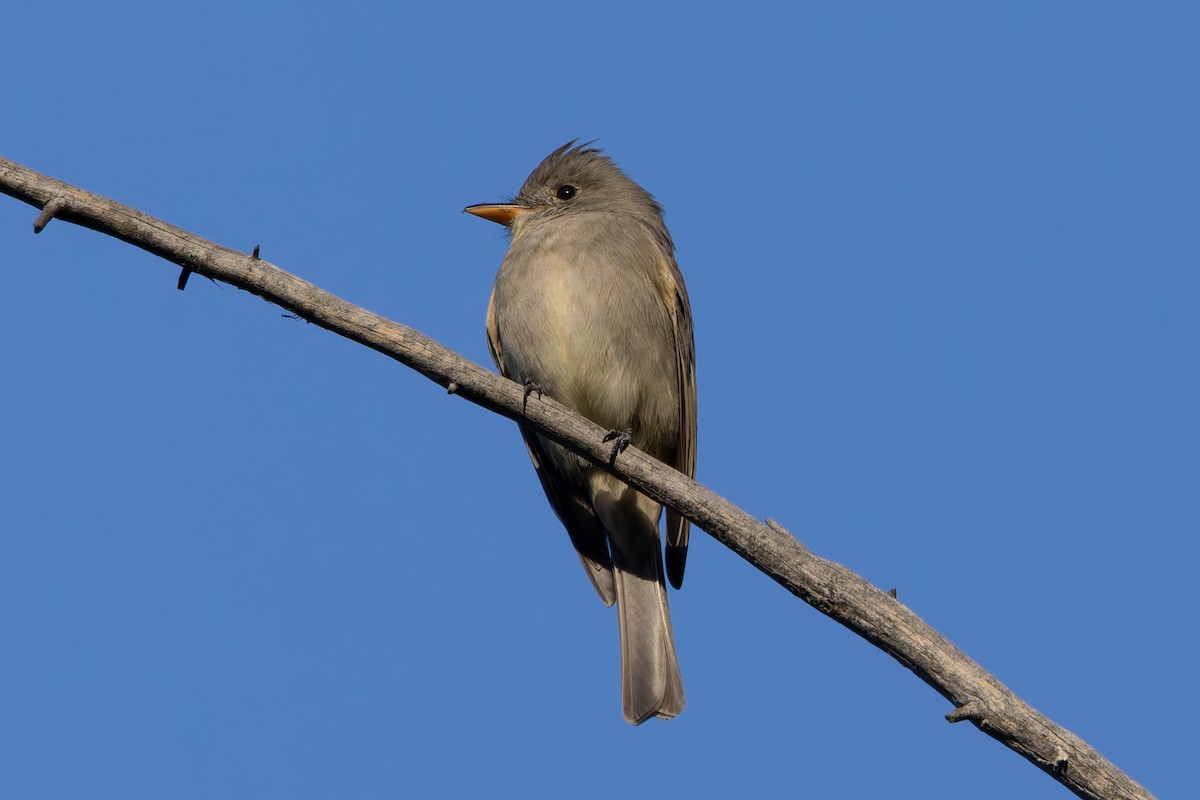 Greater Pewee - ML646949312