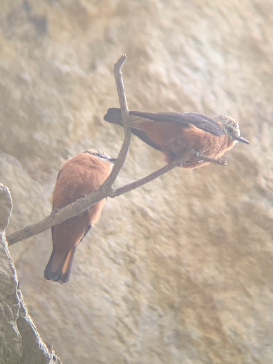 Cliff Flycatcher - ML646949313