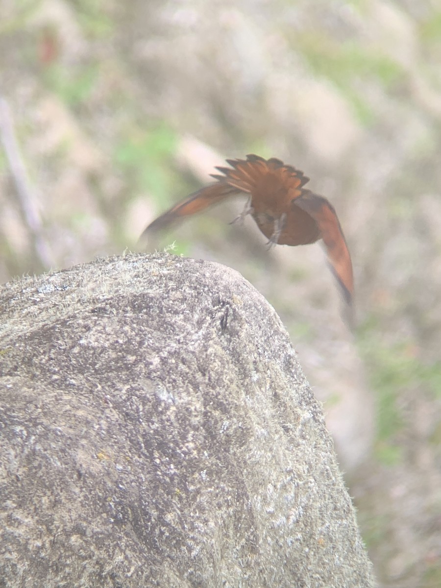 Cliff Flycatcher - ML646949314