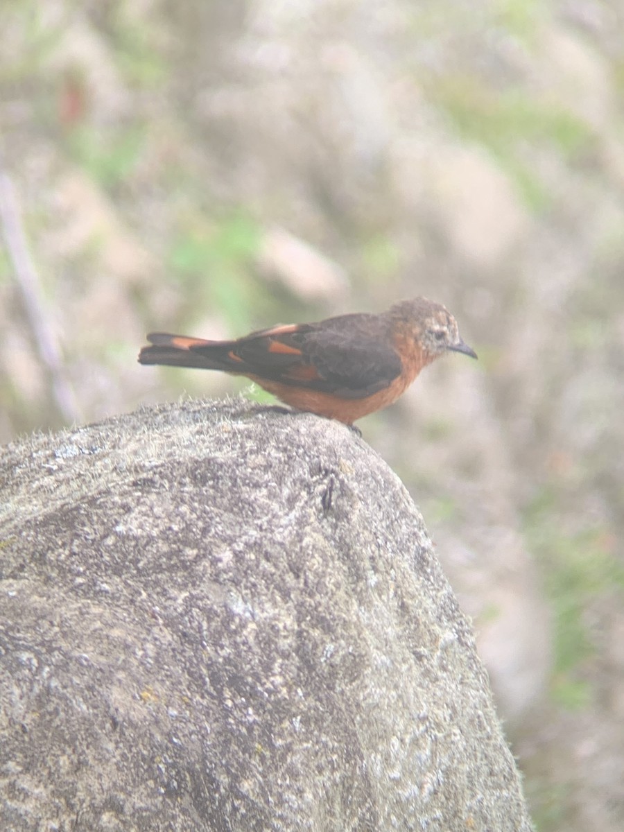 Cliff Flycatcher - ML646949315
