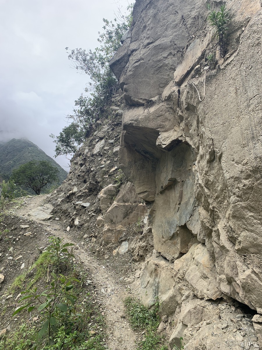 Cliff Flycatcher - ML646949316