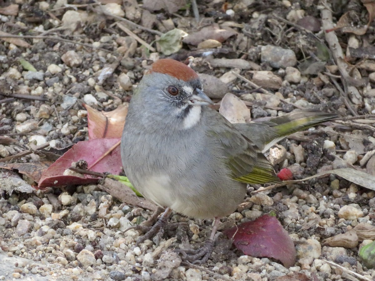 Green-tailed Towhee - ML646949317