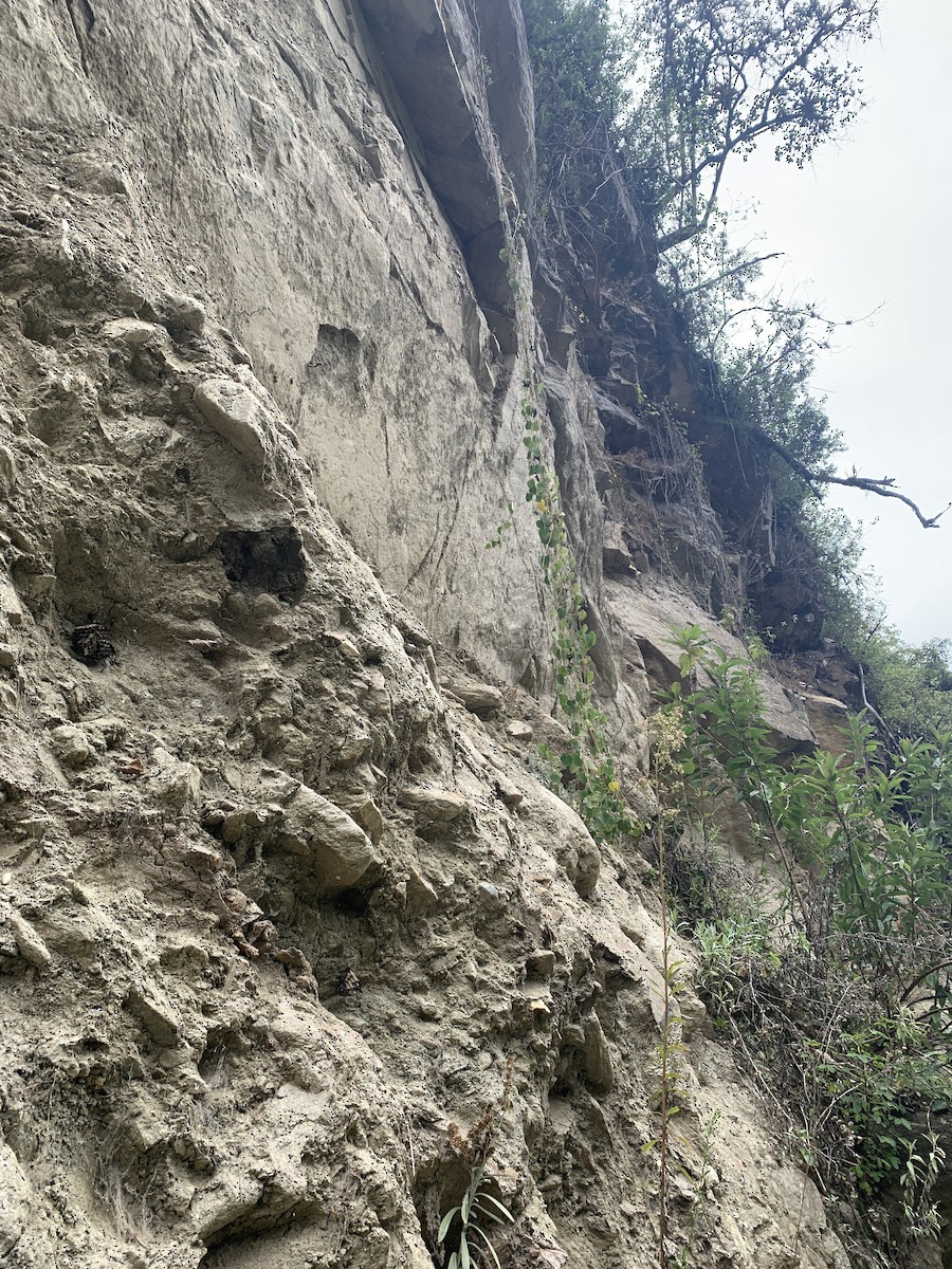 Cliff Flycatcher - ML646949318