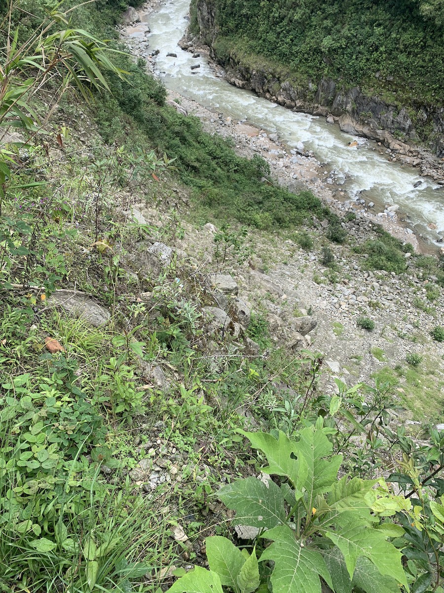 Cliff Flycatcher - ML646949319