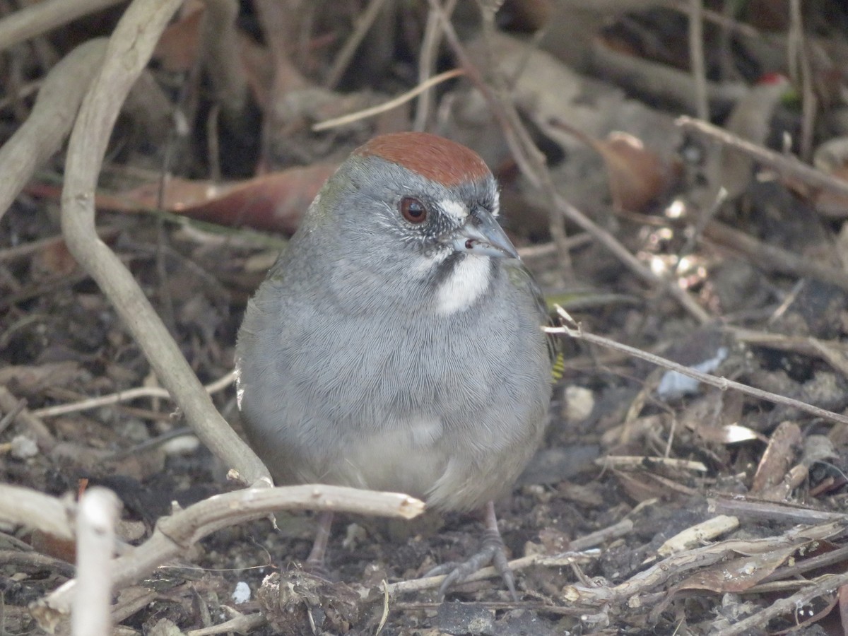 Green-tailed Towhee - ML646949320