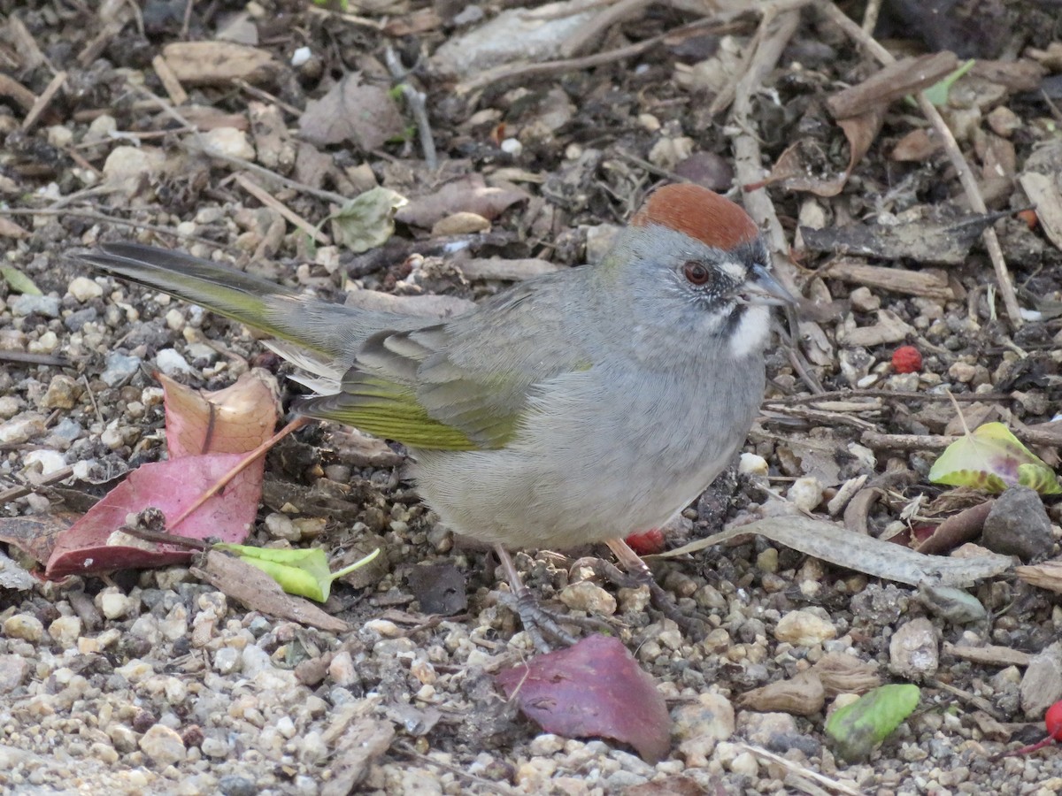 Green-tailed Towhee - ML646949321