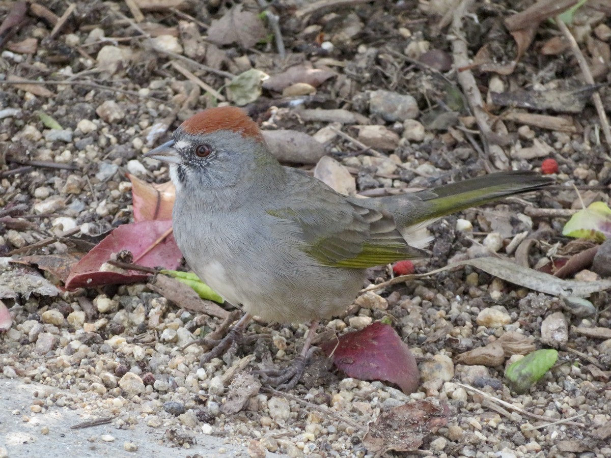 Green-tailed Towhee - ML646949322