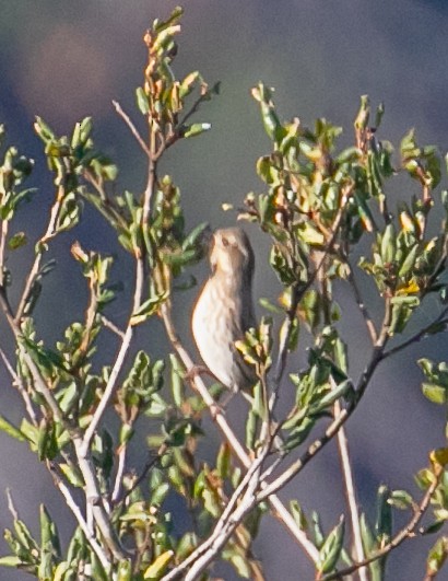 ムラサキマシコ - ML646949325