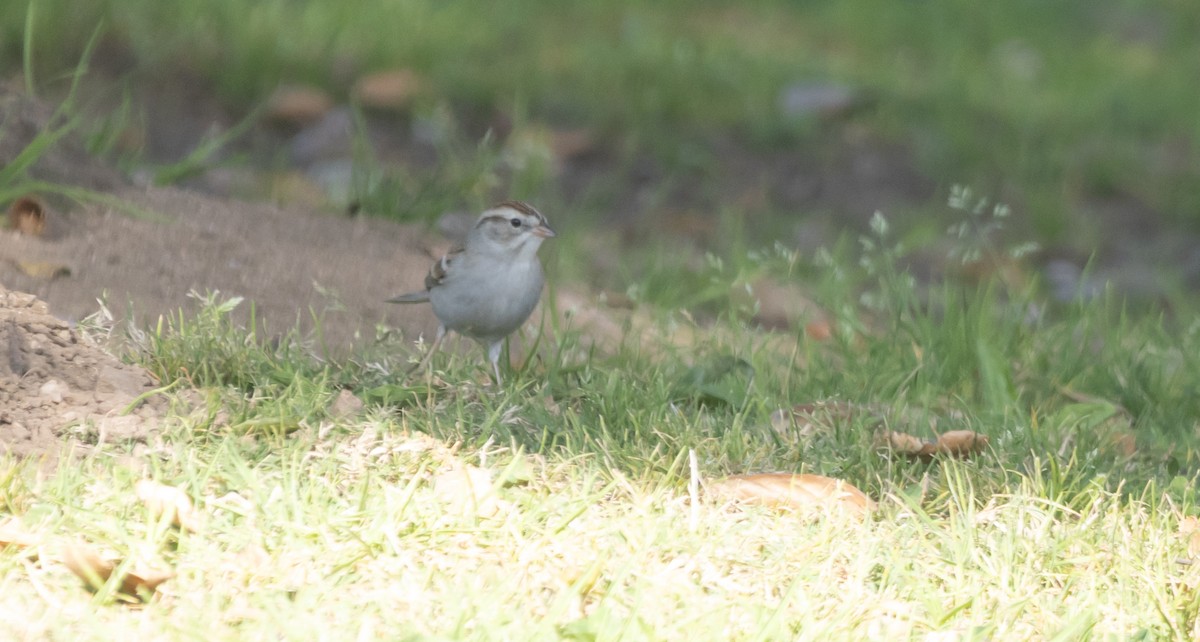 Chipping Sparrow - ML646949331
