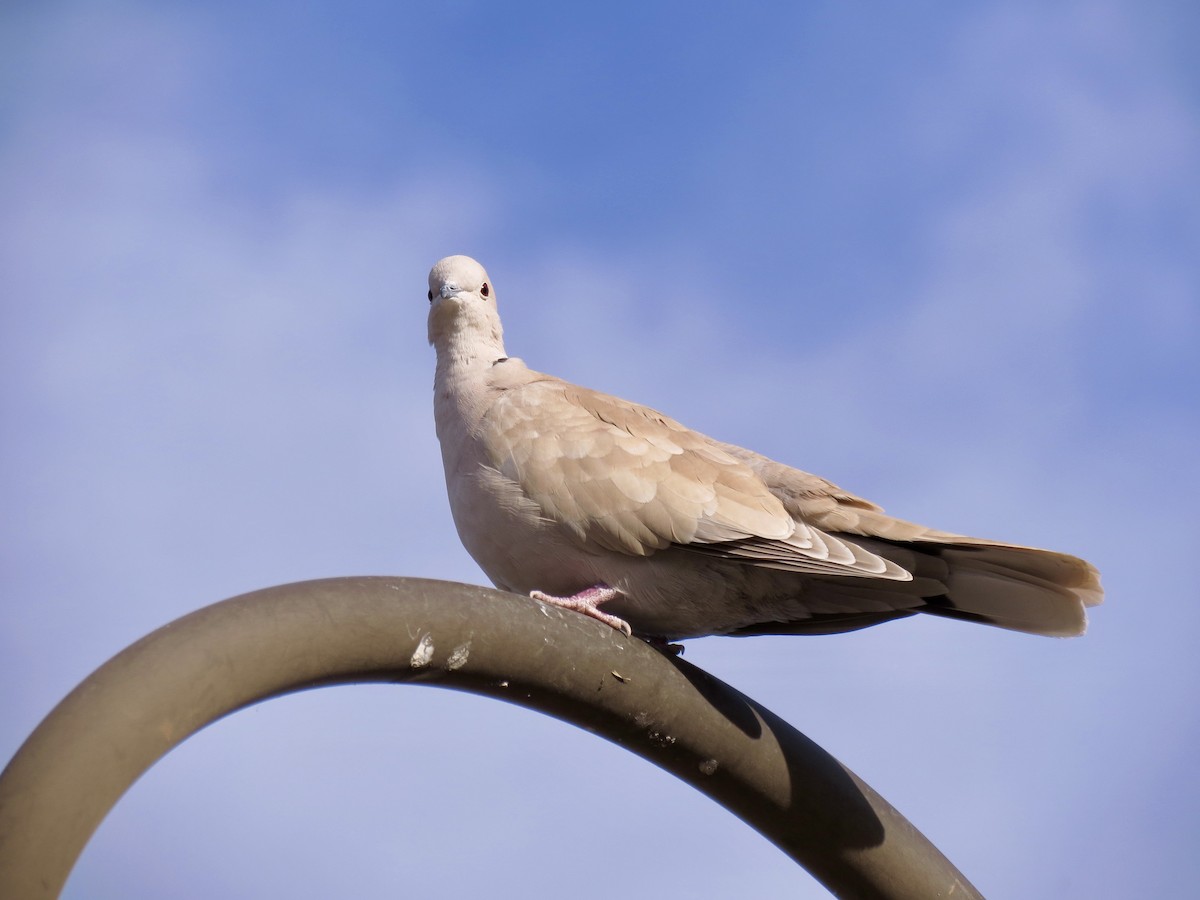 tyrkerdue - ML646949335