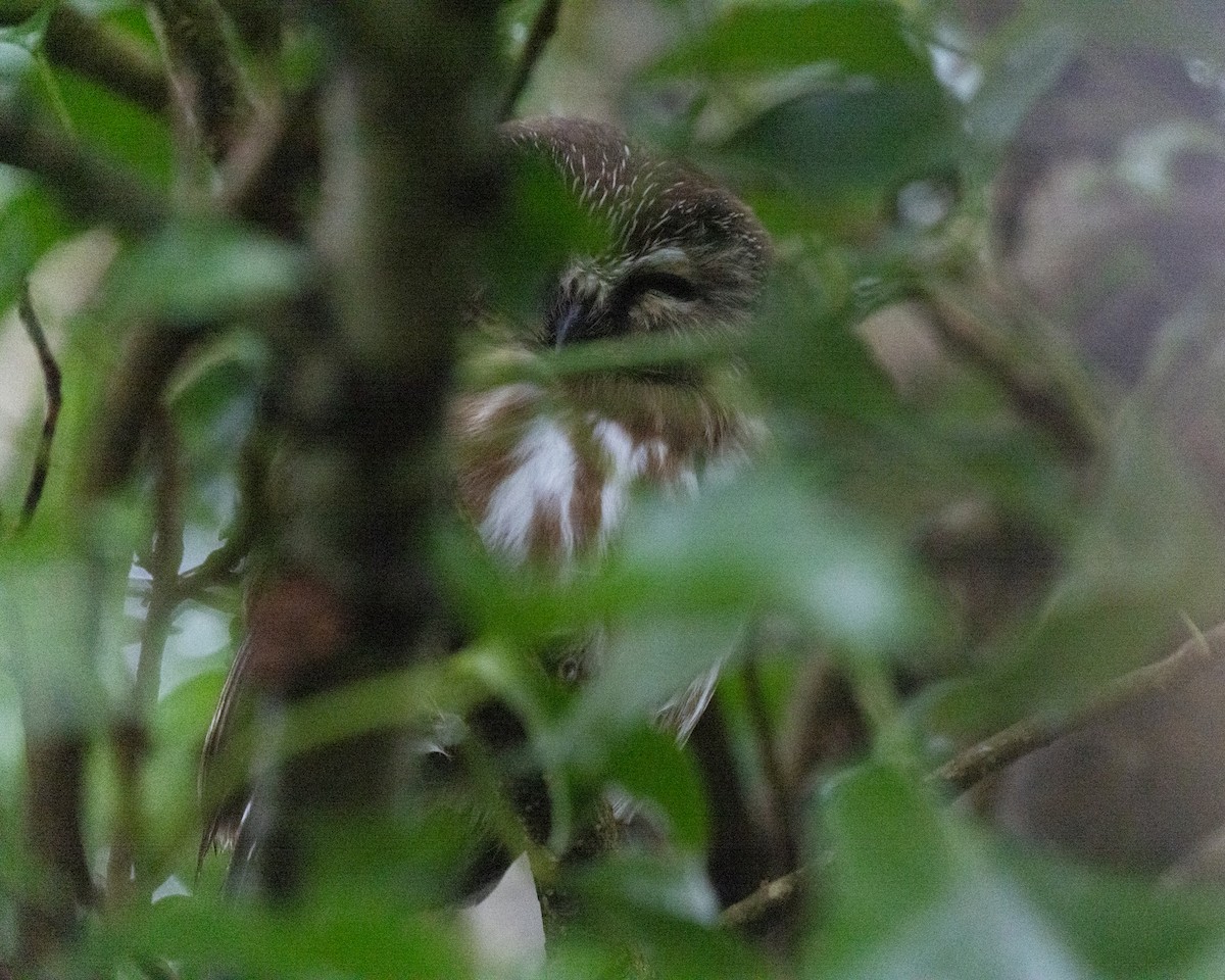 Northern Saw-whet Owl - ML646949339