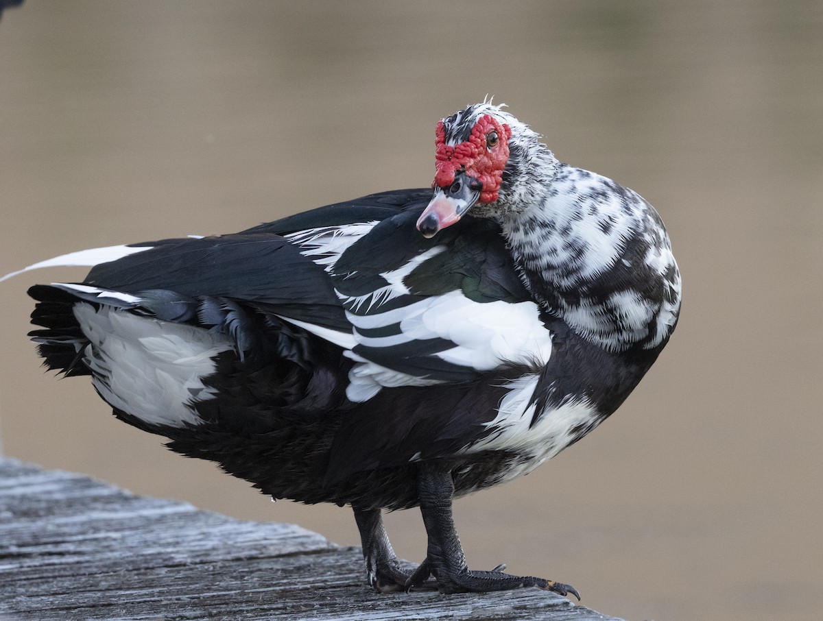 Ahate musketaduna (etxekoa) - ML646949340