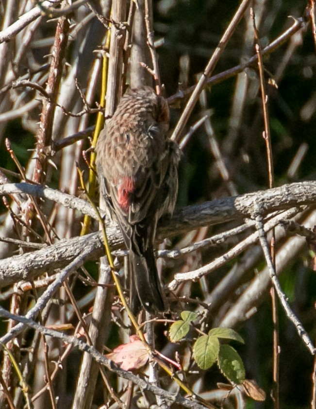 Roselin familier - ML646949341