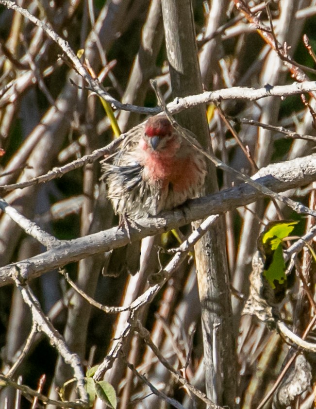 Roselin familier - ML646949342