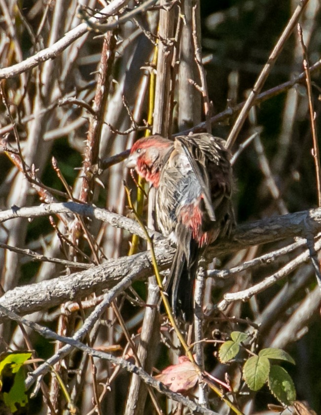 Roselin familier - ML646949343