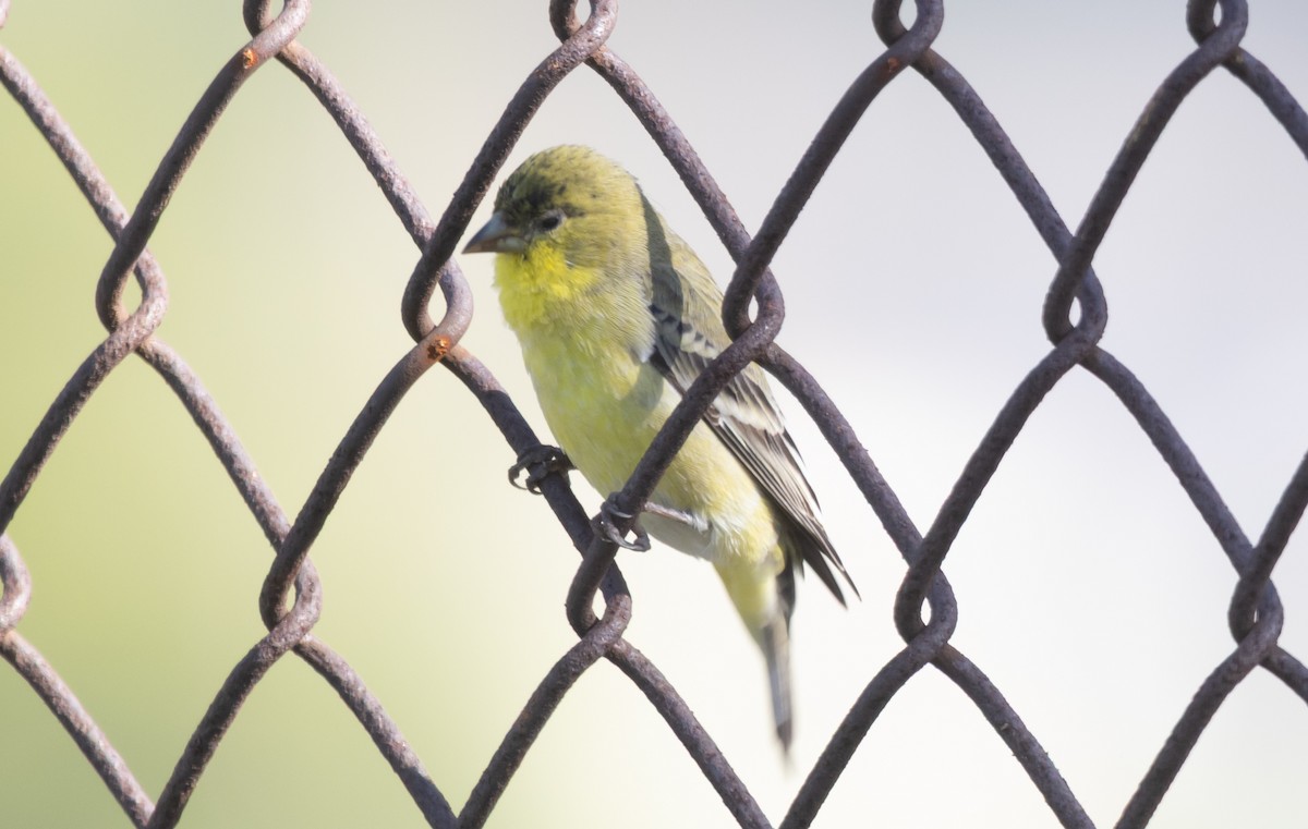 Lesser Goldfinch - ML646949356