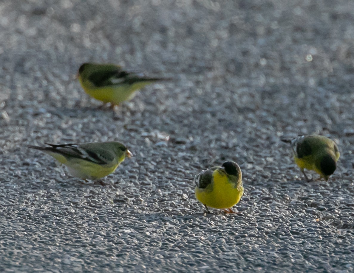 ヒメキンヒワ - ML646949358