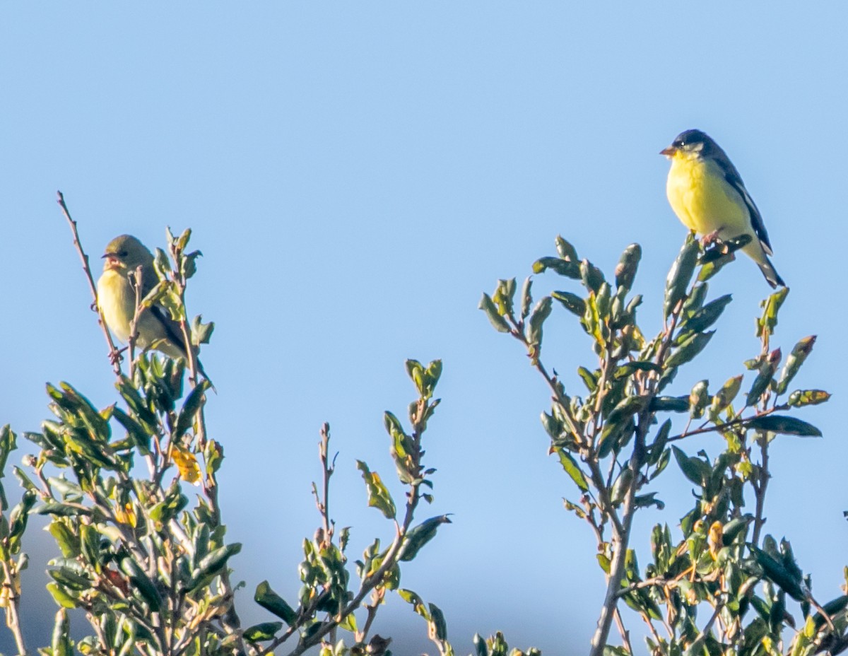 ヒメキンヒワ - ML646949359