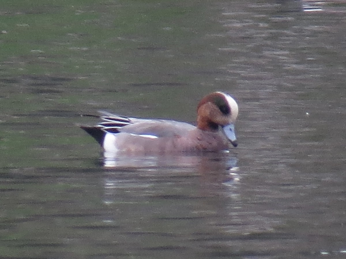 Eurasian x American Wigeon (hybrid) - ML646949362