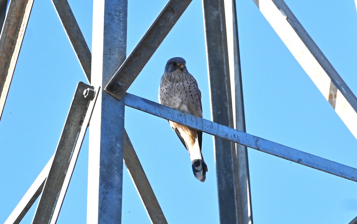 Eurasian Kestrel - ML646949365