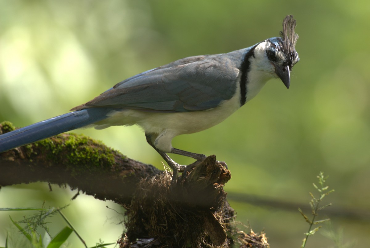 White-throated Magpie-Jay - ML646949366