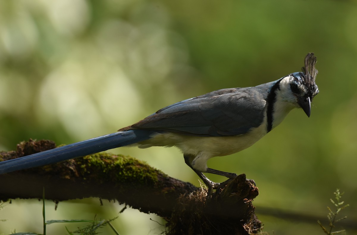 White-throated Magpie-Jay - ML646949367