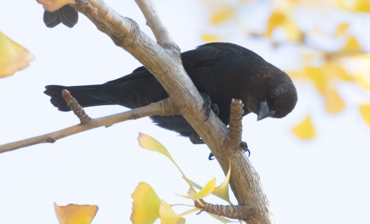 שחרורית חומת-ראש - ML646949369