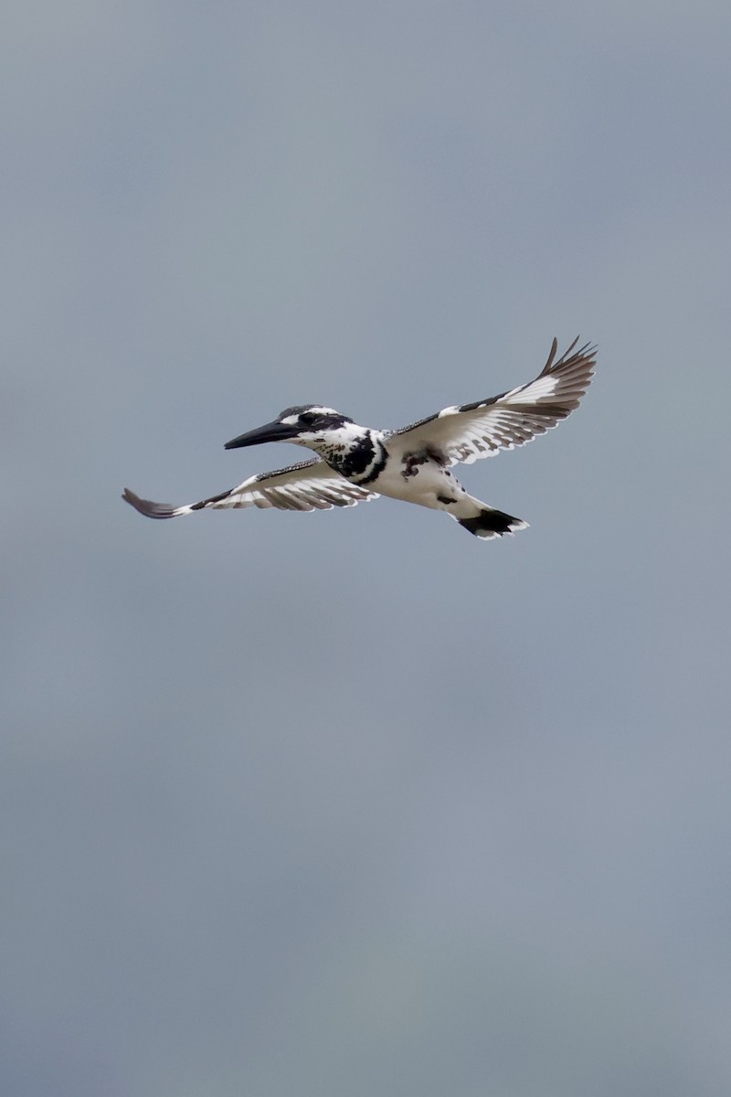 terneisfugl - ML646949371