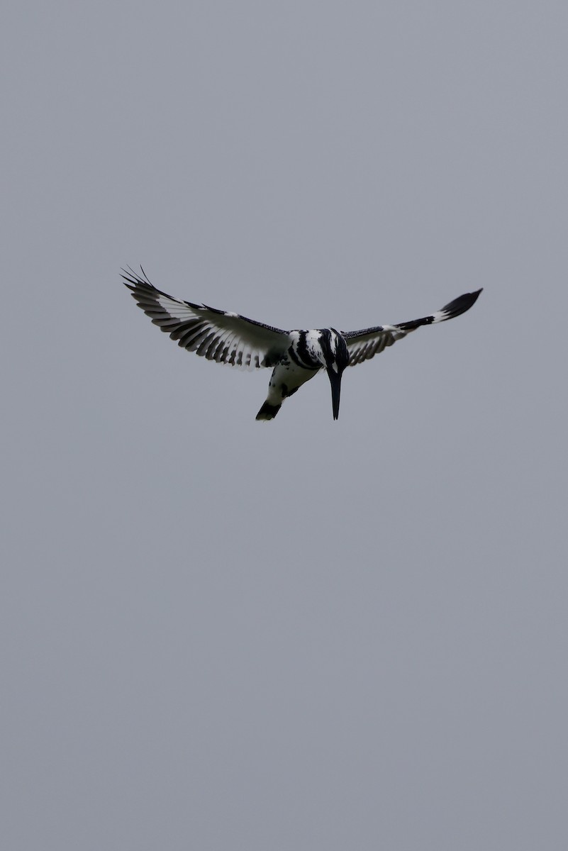 terneisfugl - ML646949372