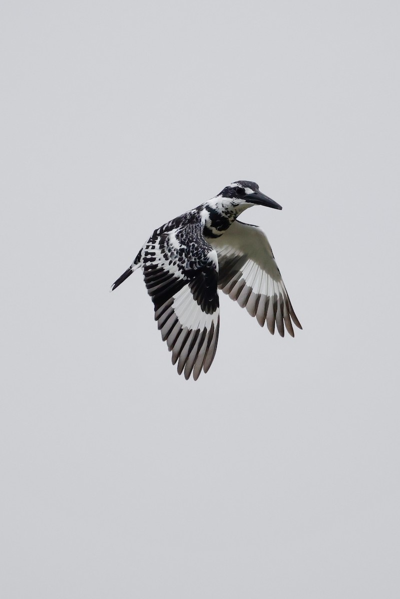 terneisfugl - ML646949377