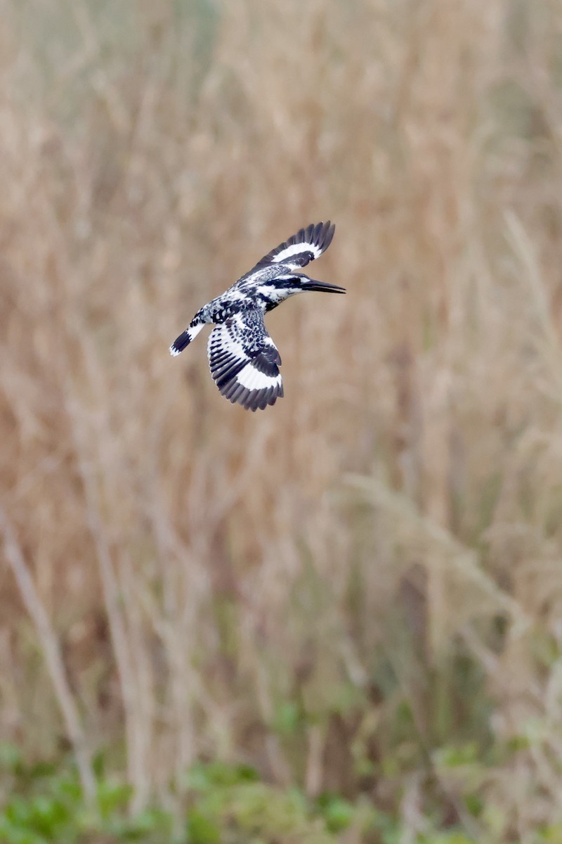 terneisfugl - ML646949379