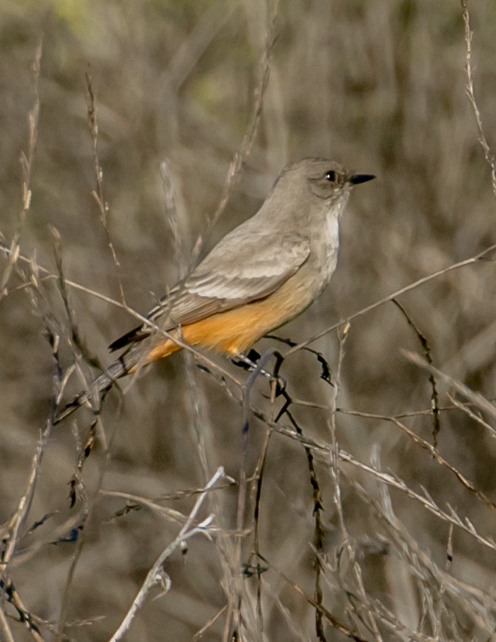 チャイロツキヒメハエトリ - ML646949381