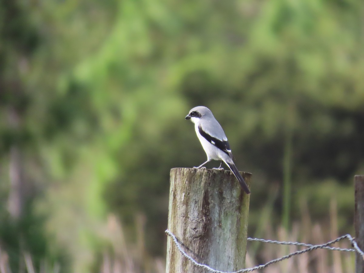 amerikavarsler - ML646949382