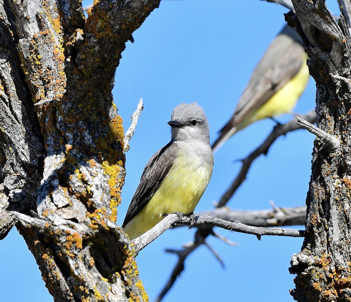 vestkongetyrann - ML646949383