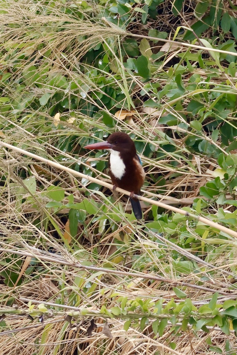 kastanjeisfugl - ML646949384