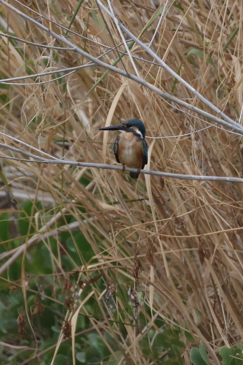 isfugl - ML646949385