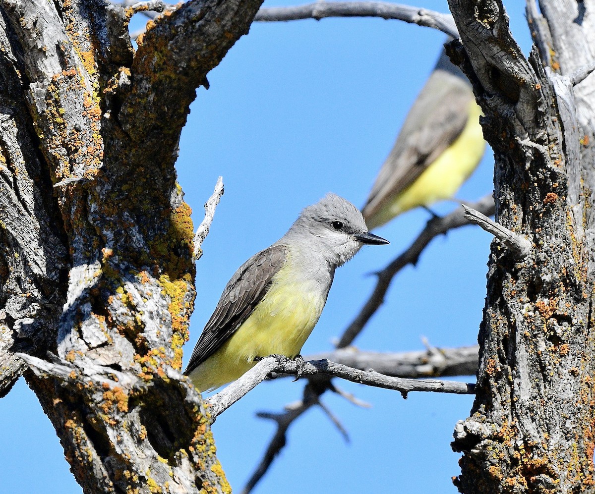 vestkongetyrann - ML646949386