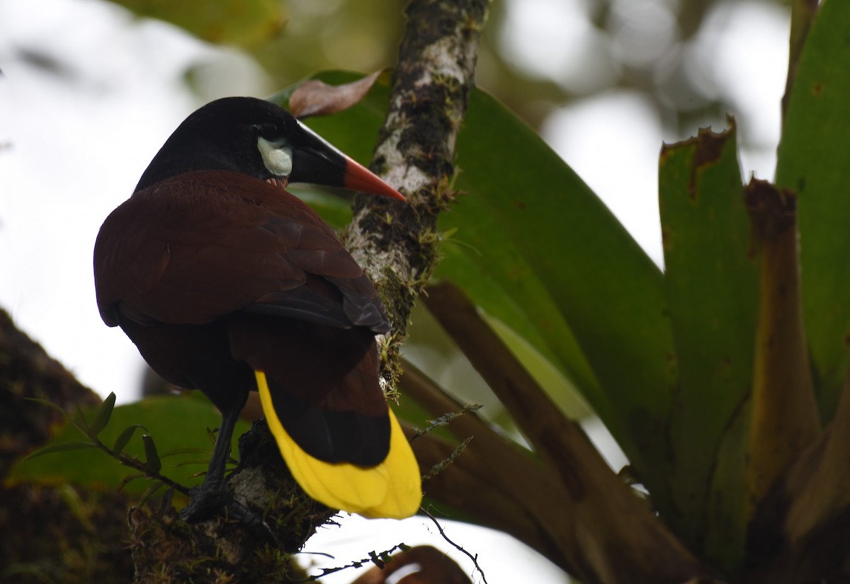 montezumaoropendola - ML646949393