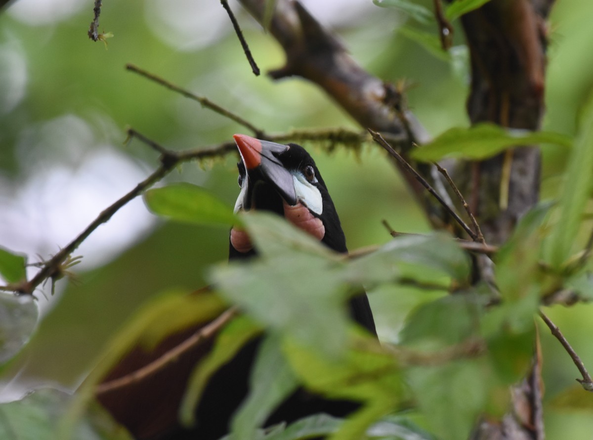 montezumaoropendola - ML646949394